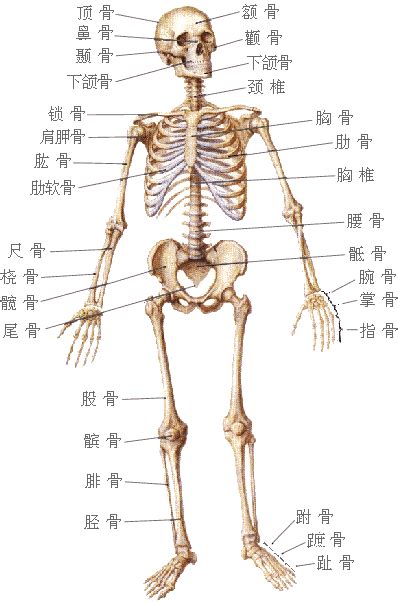 頭的骨頭|人體骨骼列表